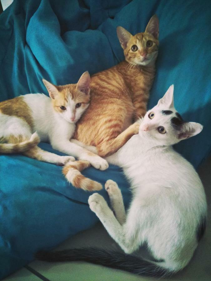 Cat Japanese Only At Uh Huh House Hostel Cebu Exterior photo